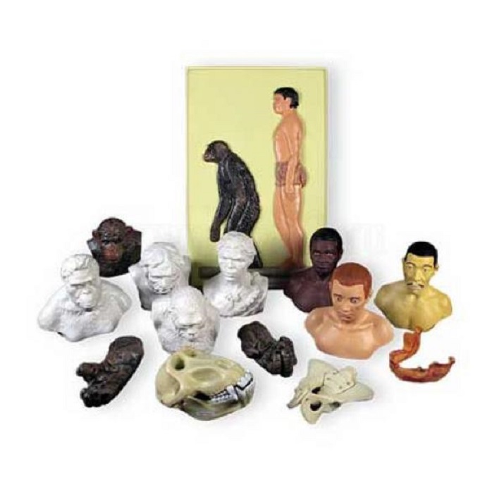 модель происхождения человека. тема урока происхождения человека. набор палеонтологических находок происхождение человека. набор палеонтологических муляжей. набор палеонтологических муляжей.